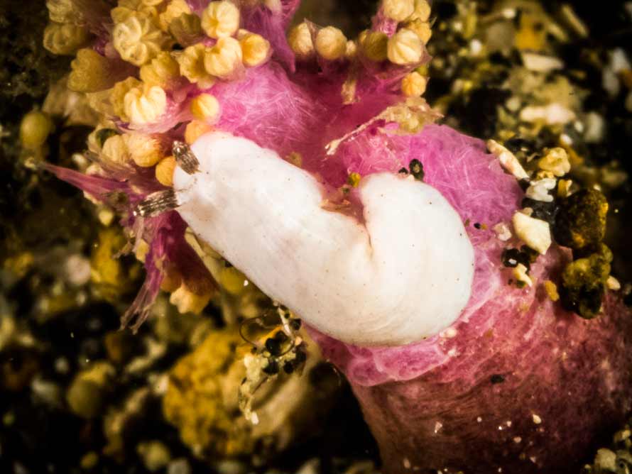 Dermatobranchus kokonas